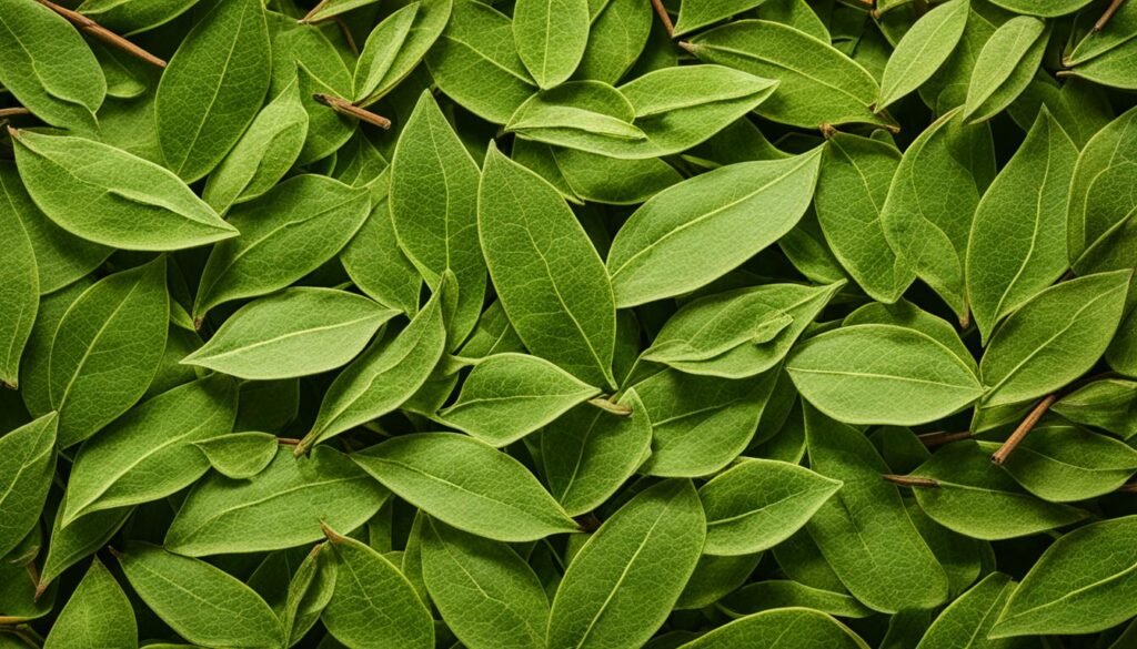 Health Benefits of Cinnamon Leaves 2 image 100